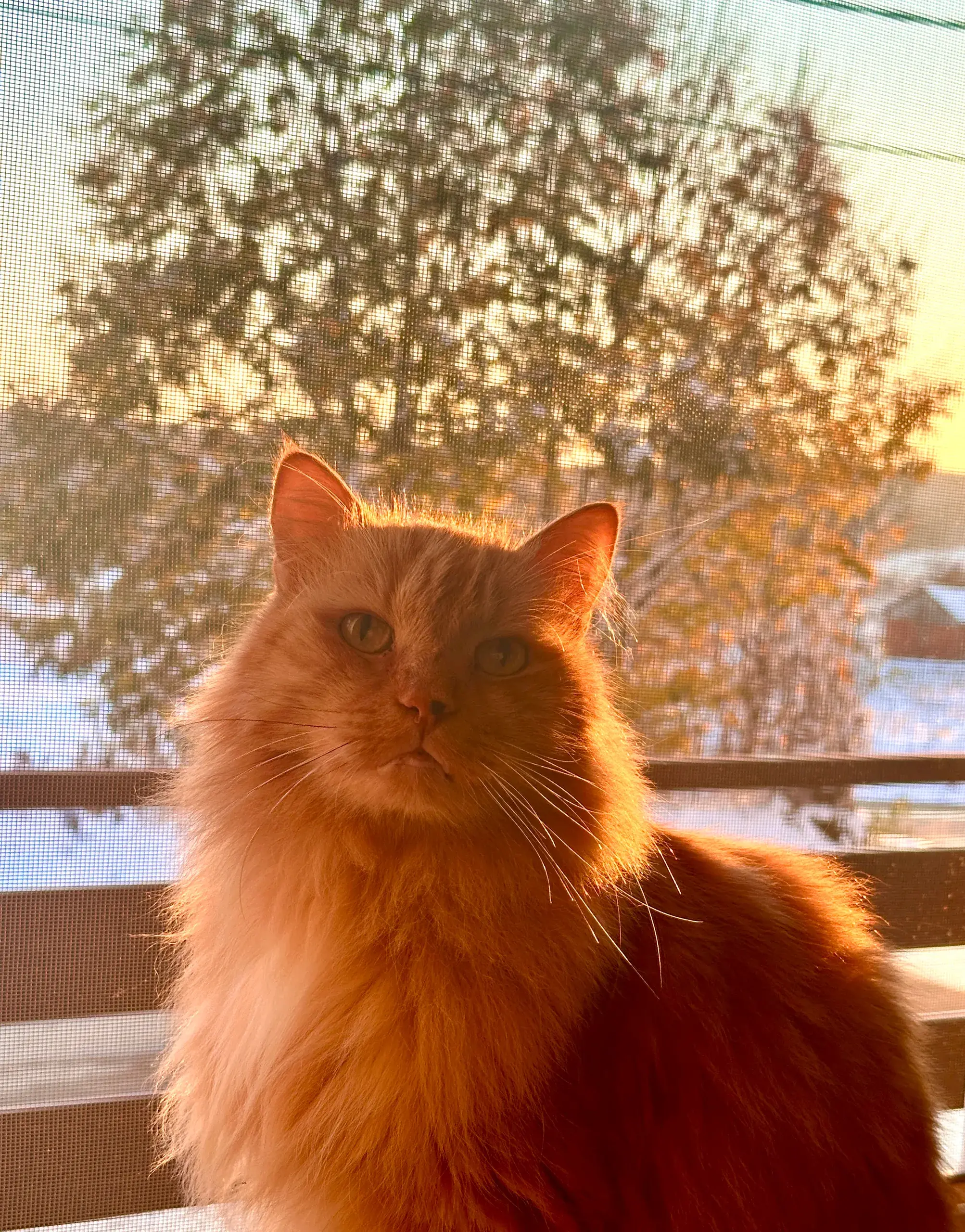 Zuki at sundown